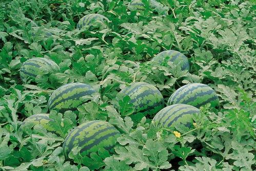 南塘吃瓜地点,探寻最佳消暑地点