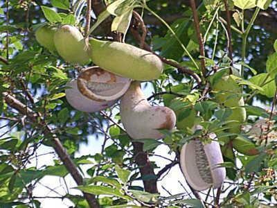 牵藤瓜怎么吃,探索美味与营养的完美结合